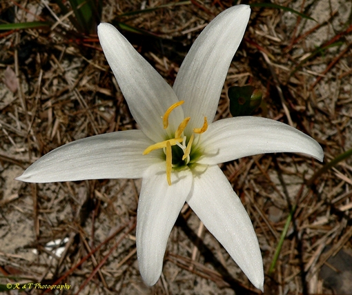 {Zephyranthes simpsonii}